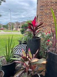 a group of potted plants in front of a house